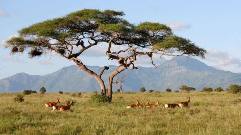 48 hours: things to do in the Central African Republic