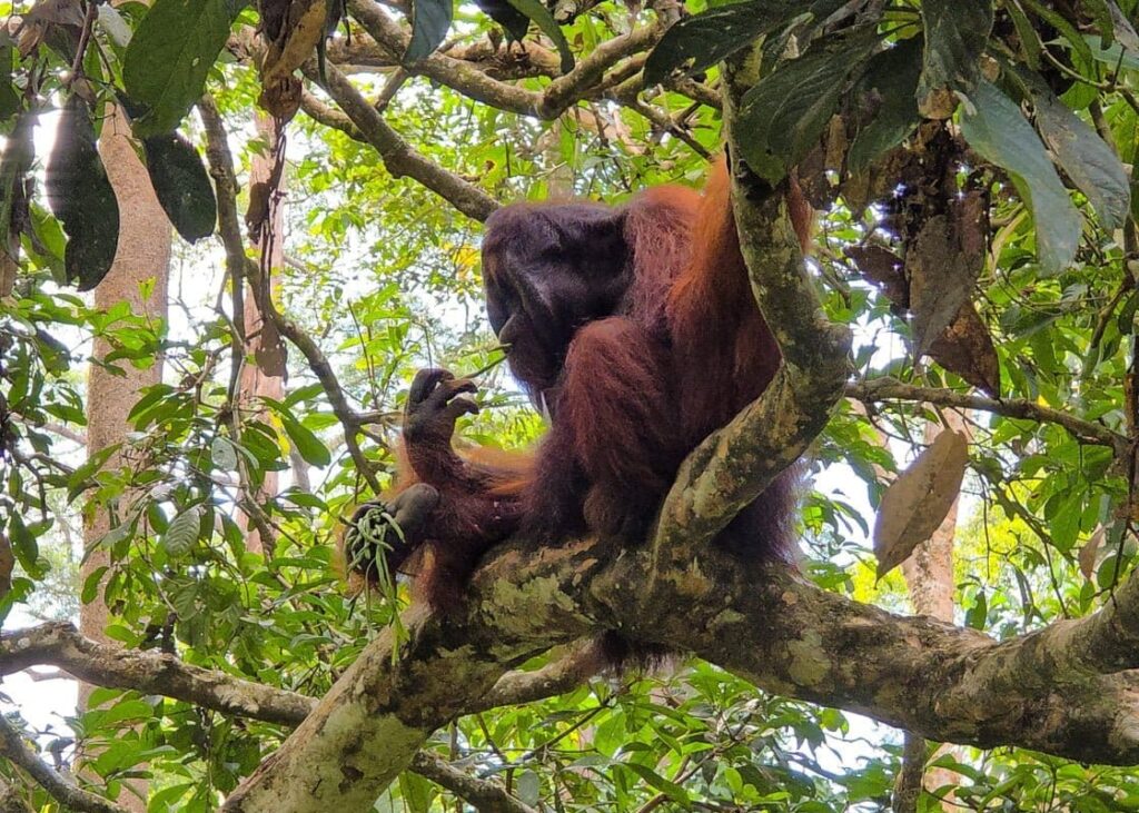 Best of Borneo: Sabah, Malaysia